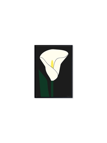 CALLA LILY