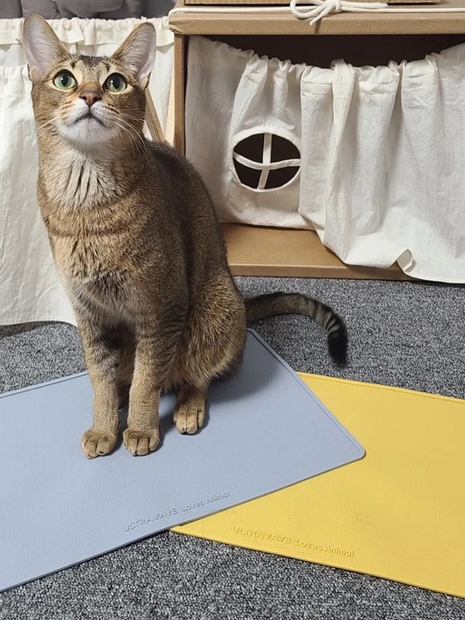 강아지 고양이 논슬립 실리콘 식기매트 깔개냥