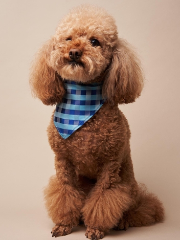Dog Silk Scarf in Freddo